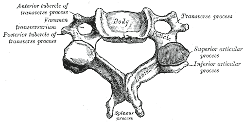 Image from Henry Gray (1918) “Anatomy of the Human Body”